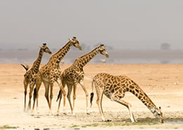 Amboseli Giraffes